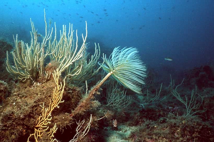 02 Sporographis spallanzani.jpg - (Isola d'Elba)